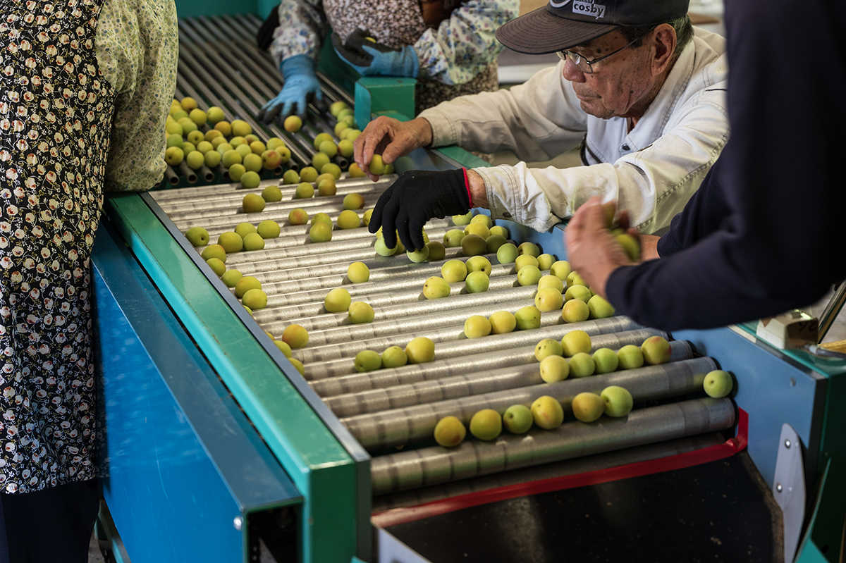 伊万里市の梅農家様の選果風景。生産者の想いを伝えるWebサイト制作用の取材撮影